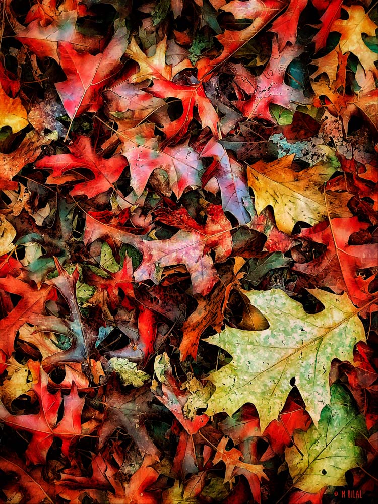 Bed Of Fall Leaves Fallen Leaves After The Winds But Before The Rains Turk S Head Commercial Photography